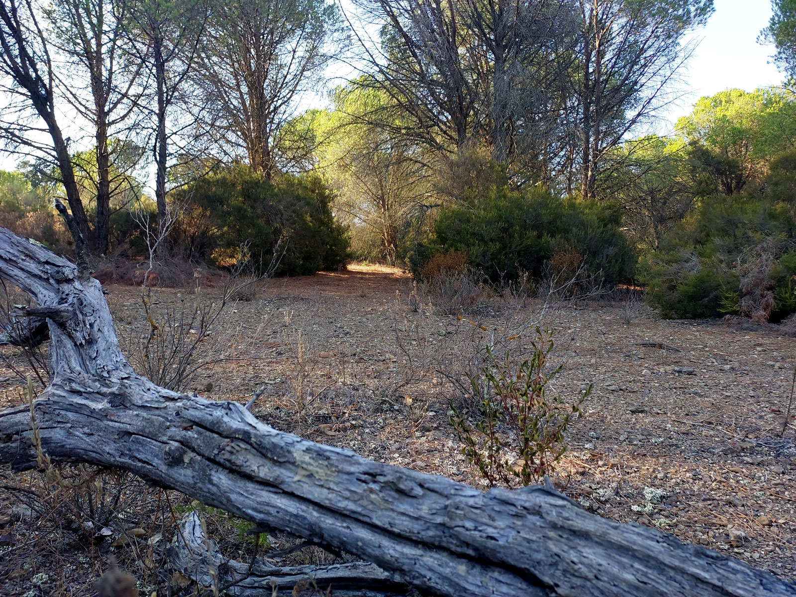 Rabos02_WEB