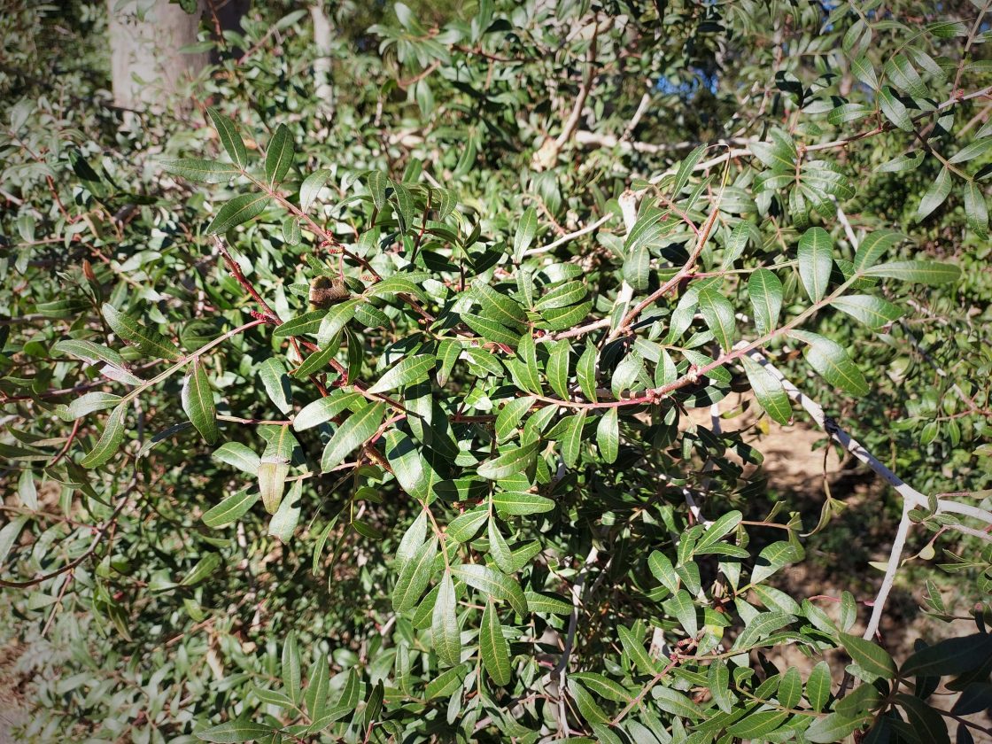 Compañeros de ruta (II): el lentisco (Pistacia lentiscus)